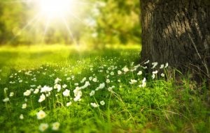 Meadow with tree