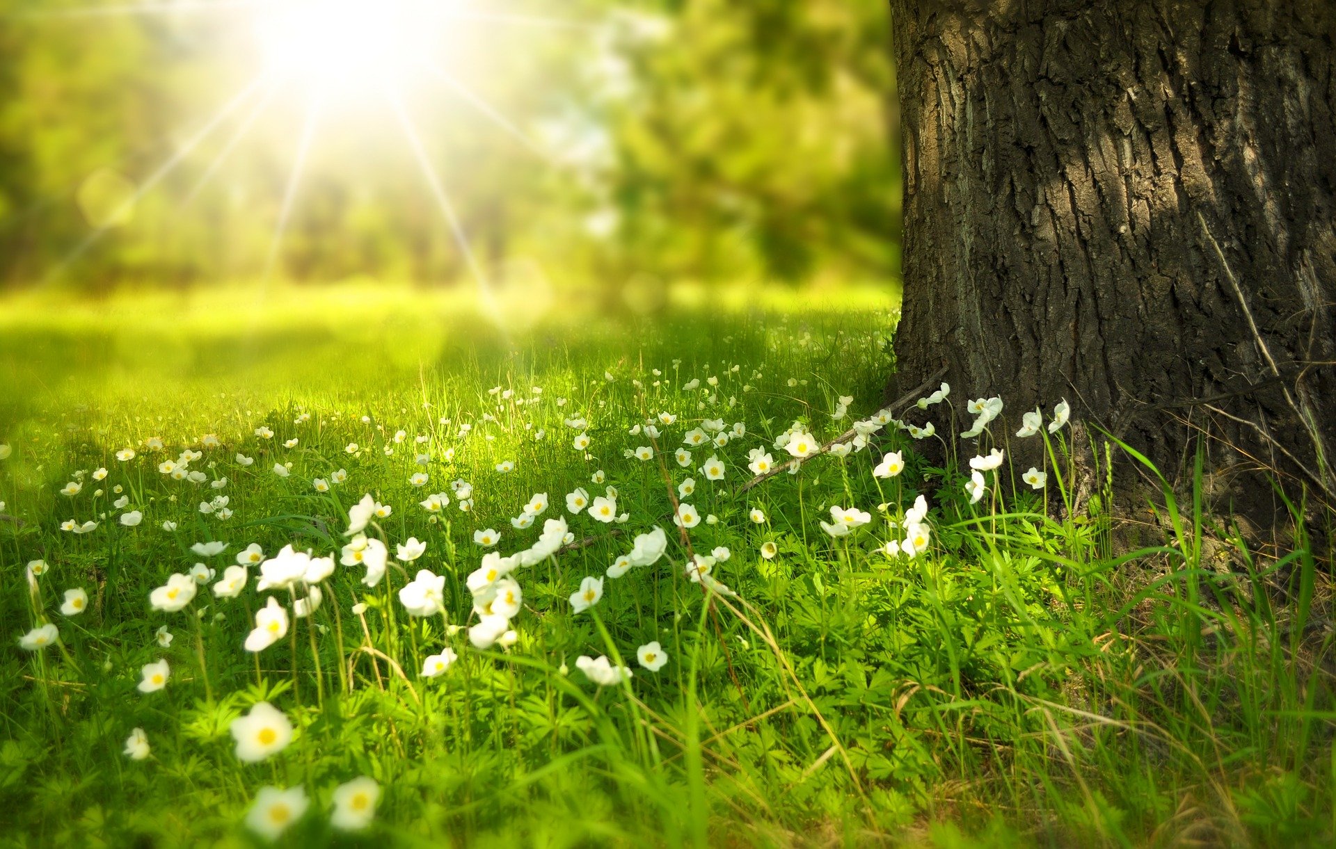 Meadow with tree